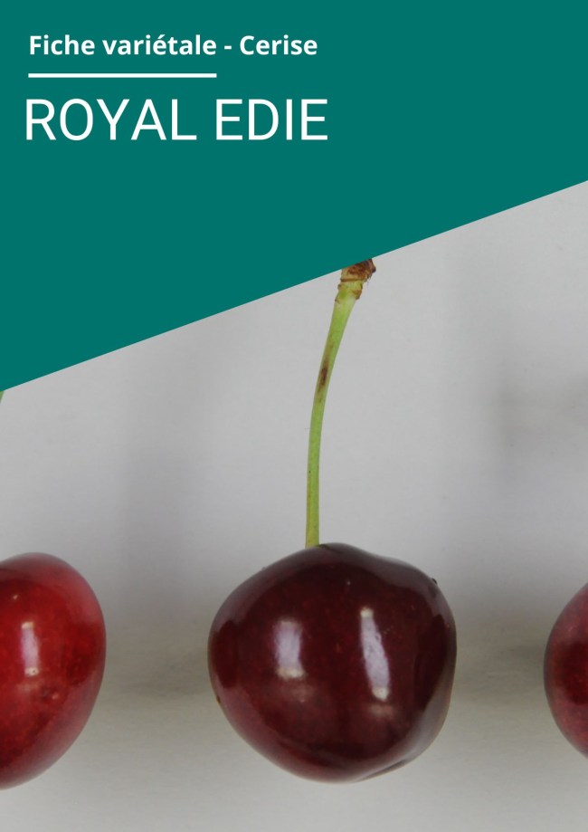 Fiche variétale Cerise - Royal Edie 