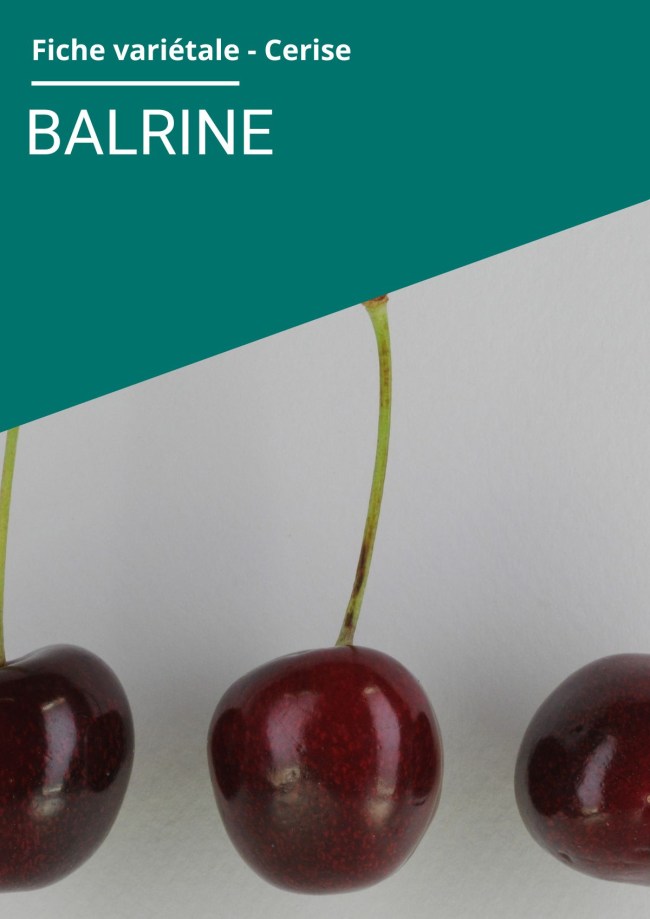 Fiche variétale Cerise - Balrine Fiche variétale Cerise - Balrine
