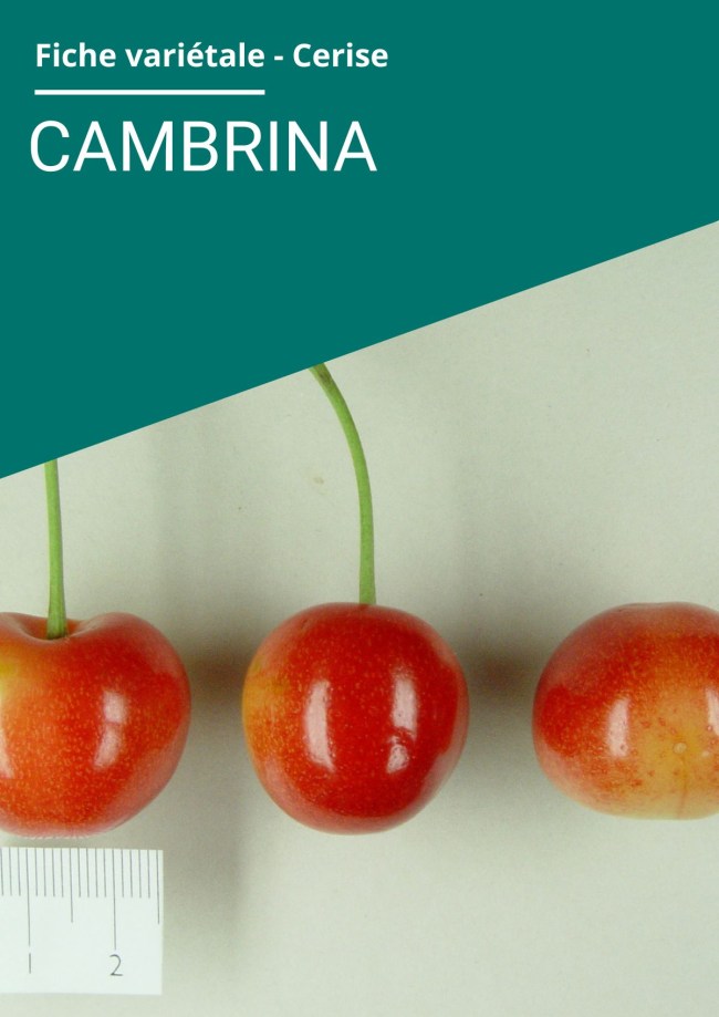 Fiche variétale Cerise - Cambrina Fiche variétale Cerise - Cambrina