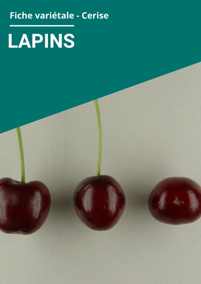 Fiche variétale Cerise - Lapins Fiche variétale Cerise - Lapins
