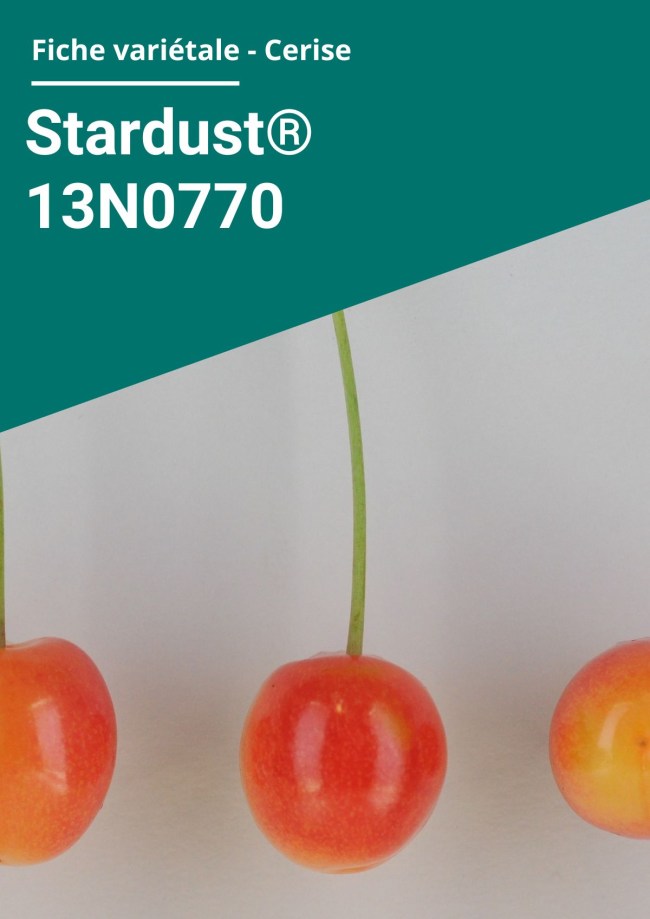 Fiche variétale Cerise - Stardust ® 13N0770 Fiche variétale Cerise - Stardust ® 13N0770