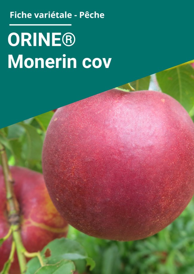 Fiche variétale Nectarine à chair jaune - ORINE ® Monerin cov Fiche variétale Nectarine à chair jaune - ORINE ® Monerin cov