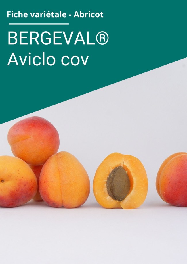 Fiche variétale Abricot - BERGEVAL® Aviclo (cov)