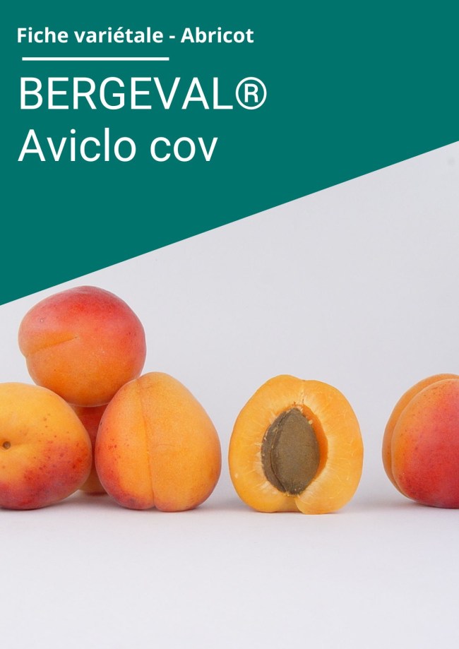 Fiche variétale Abricot - BERGEVAL® Aviclo (cov) Fiche variétale Abricot - BERGEVAL® Aviclo (cov)