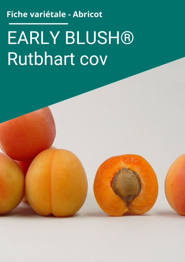 Fiche variétale Abricot - EARLY BLUSH® Rutbhart (cov)