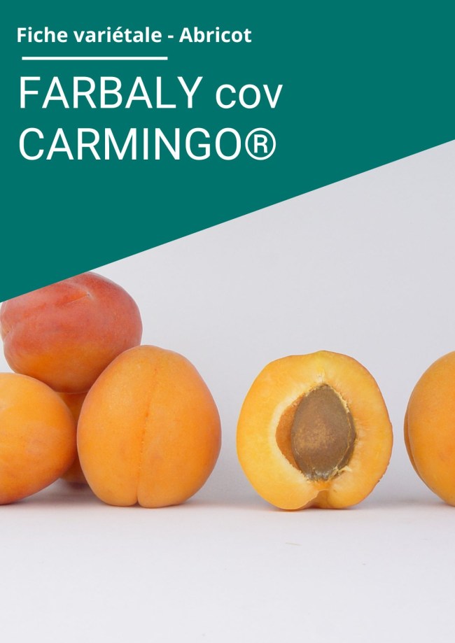 Fiche variétale Abricot - FARBALY (cov) CARMINGO® 