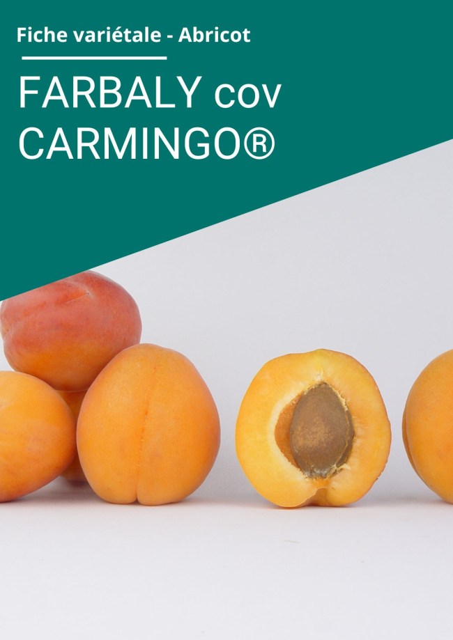 Fiche variétale Abricot - FARBALY (cov) CARMINGO® Fiche variétale Abricot - FARBALY (cov) CARMINGO®