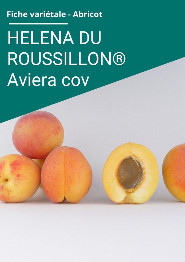Fiche variétale Abricot - HELENA DU ROUSSILLON® Aviera (cov) Fiche variétale Abricot - HELENA DU ROUSSILLON® Aviera (cov)