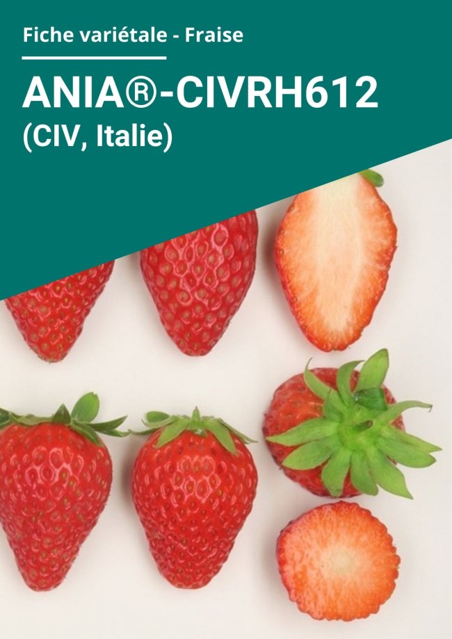 Fiche variétale Fraise - Ania®-CIVRH612(CIV, Italie) hors sol à froid Fiche variétale Fraise - Ania®-CIVRH612(CIV, Italie) hors sol à froid