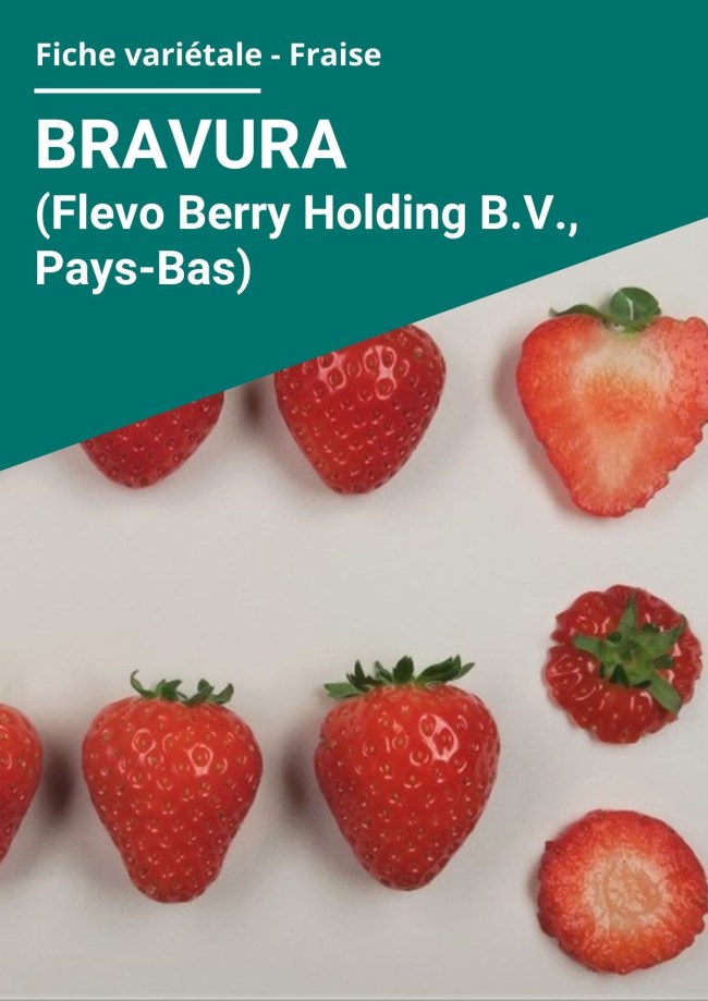 Fiche variétale Fraise - Bravura (Flevo Berry Holding B.V., Pays-Bas) hors sol chauffé Fiche variétale Fraise - Bravura (Flevo Berry Holding B.V., Pays-Bas) hors sol chauffé