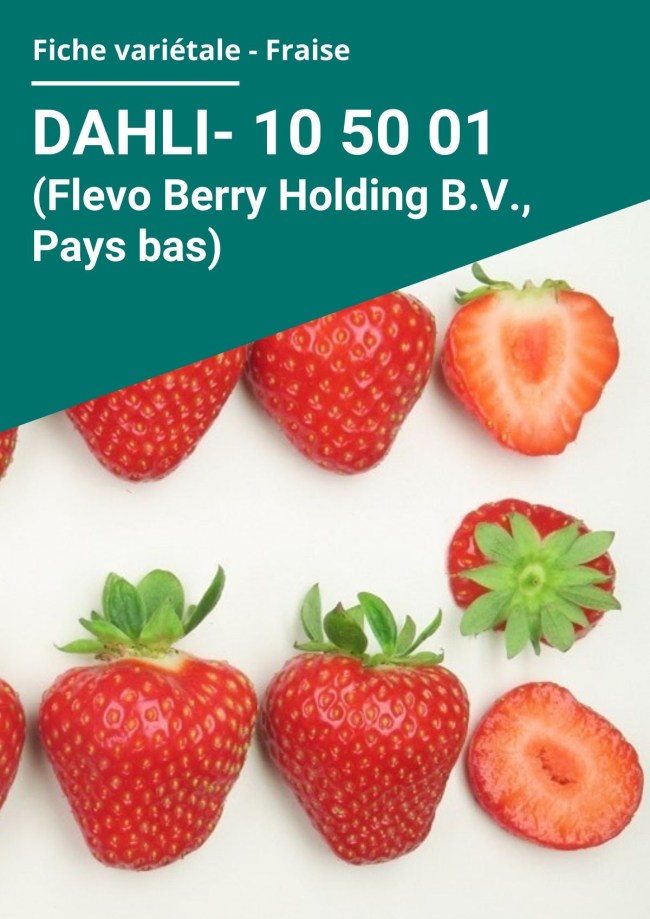 Fiche variétale Fraise - Dahli 10 50 01 (Flevo Berry Holding B.V., Pays bas) hors sol à froid Fiche variétale Fraise - Dahli 10 50 01 (Flevo Berry Holding B.V., Pays bas) hors sol à froid