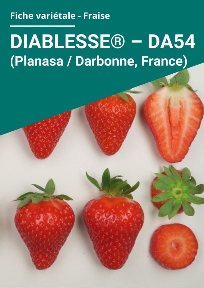 Fiche variétale Fraise - Diablesse® DA54 (Planasa / Darbonne, France) hors sol à froid Fiche variétale Fraise - Diablesse® DA54 (Planasa / Darbonne, France) hors sol à froid