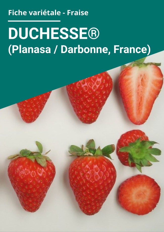 Fiche variétale Fraise - Duchesse® (Planasa / Darbonne, France) hors sol à froid Fiche variétale Fraise - Duchesse® (Planasa / Darbonne, France) hors sol à froid