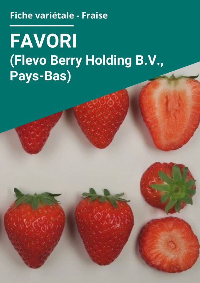 Fiche variétale Fraise - Favori (Flevo Berry Holding B.V., Pays-Bas) hors sol à froid Fiche variétale Fraise - Favori (Flevo Berry Holding B.V., Pays-Bas) hors sol à froid