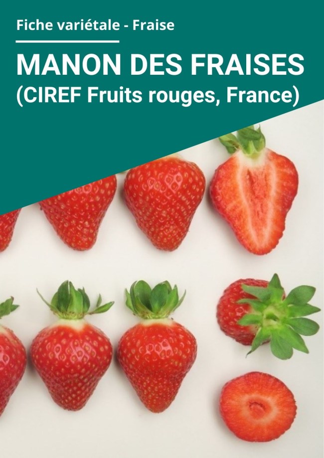 Fiche variétale Fraise - Manon des Fraises (CIREF Fruits rouges, France) hors sol à froid Fiche variétale Fraise - Manon des Fraises (CIREF Fruits rouges, France) hors sol à froid