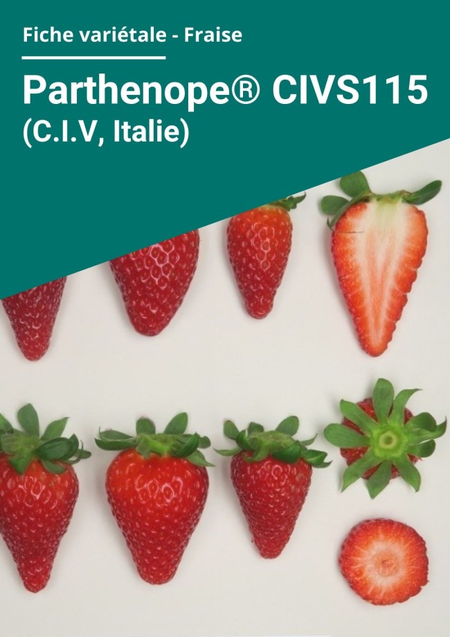 Fiche variétale Fraise - Parthenope® CIVS115 (C.I.V, Italie) hors sol chauffé Fiche variétale Fraise - Parthenope® CIVS115 (C.I.V, Italie) hors sol chauffé