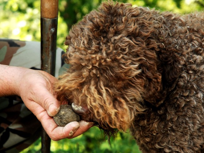 La truffe, un concentré aromatique unique