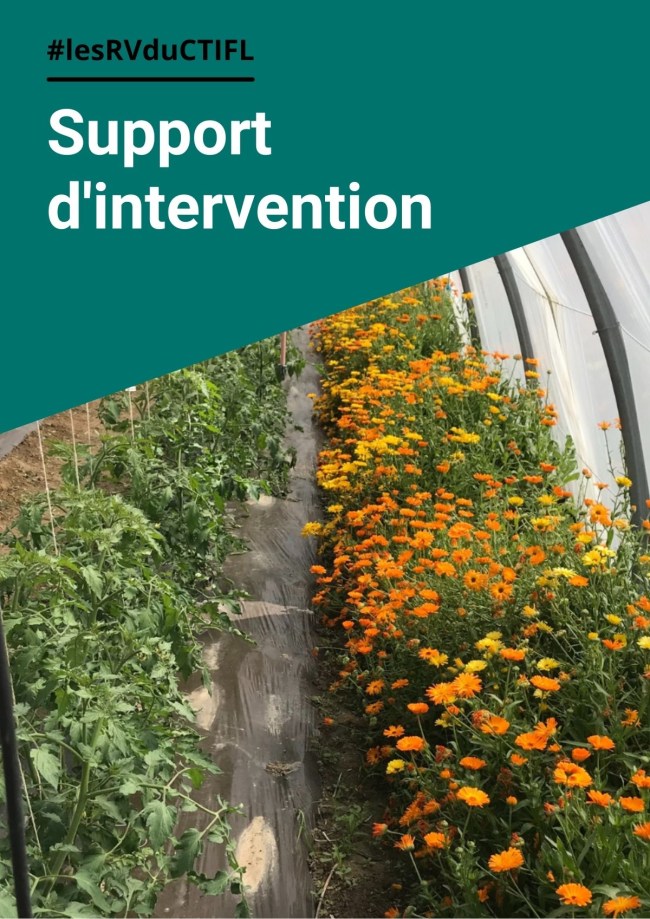 Utilisation des plantes de services pour la gestion du thrips dans les fraises remontantes - plantes attractives Utilisation des plantes de services pour la gestion du thrips dans les fraises remontantes - plantes attractives