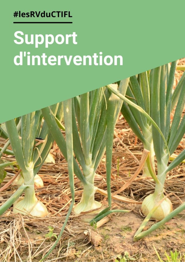 Desherbage de l'ail : évaluation d'itinéraires techniques durables et économes en produits phytosanitaires