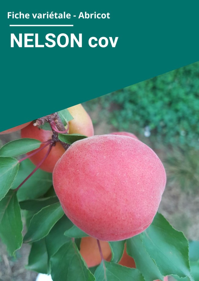 Fiche variétale Abricot - NELSON cov Fiche variétale Abricot - NELSON cov