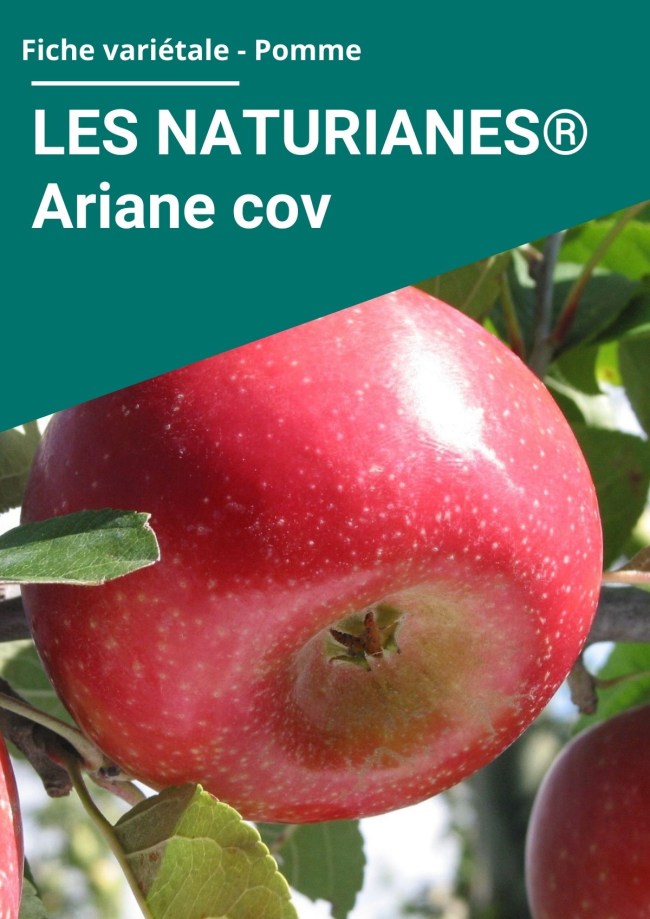 Fiche variétale Pomme - LES NATURIANES® Ariane cov Fiche variétale Pomme - LES NATURIANES® Ariane cov