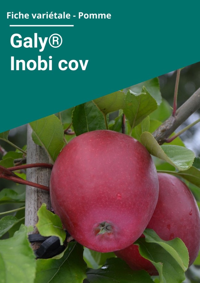 Fiche variétale Pomme - Galy® Inobi cov Fiche variétale Pomme - Galy® Inobi cov