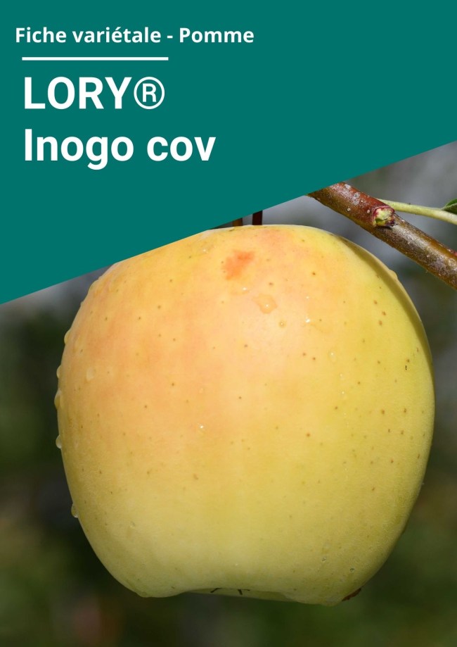 Fiche variétale Pomme - LORY® Inogo cov Fiche variétale Pomme - LORY® Inogo cov