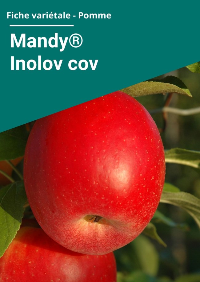 Fiche variétale Pomme - Mandy® Inolov cov Fiche variétale Pomme - Mandy® Inolov cov
