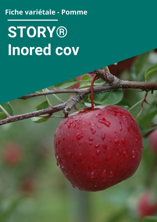 Fiche variétale Pomme - STORY® Inored cov Fiche variétale Pomme - STORY® Inored cov