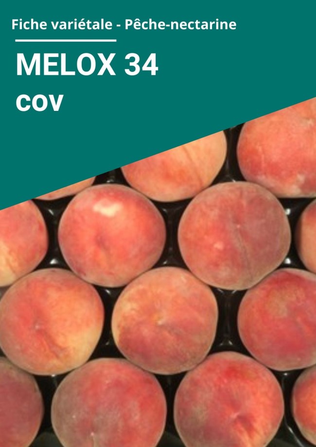 Fiche variétale Pêche à chair blanche - MELOX 34 cov Fiche variétale Pêche à chair blanche - MELOX 34 cov
