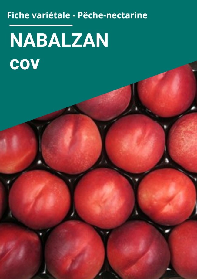 Fiche variétale Nectarine à chair blanche - NABALZAN cov Fiche variétale Nectarine à chair blanche - NABALZAN cov