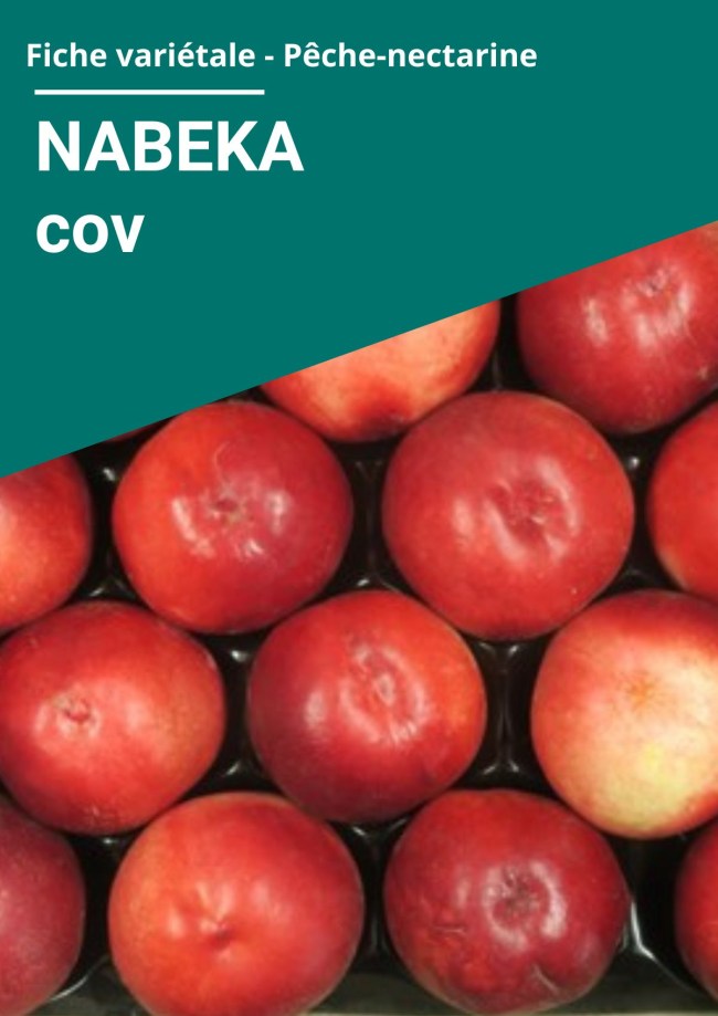 Fiche variétale Nectarine à chair blanche - NABEKA cov Fiche variétale Nectarine à chair blanche - NABEKA cov