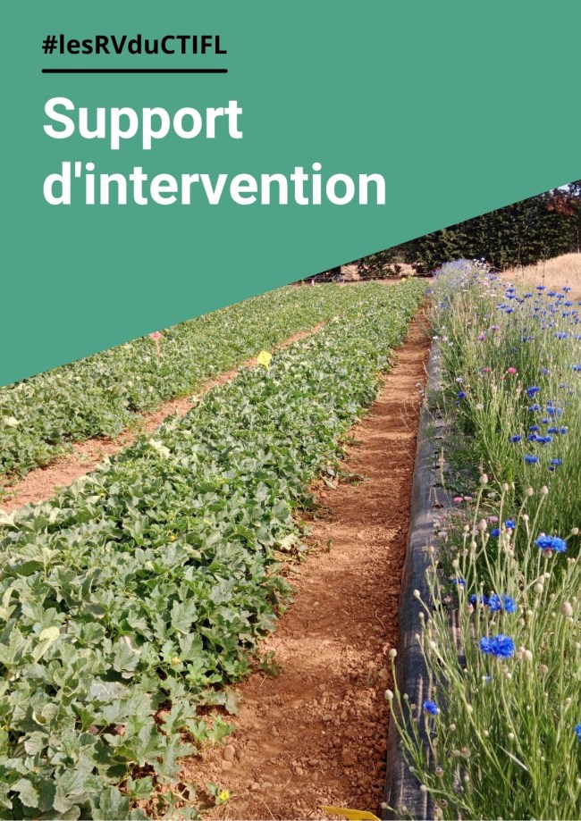Gestion de la punaise Nesidiocoris tenuis en culture de tomate Gestion de la punaise Nesidiocoris tenuis en culture de tomate