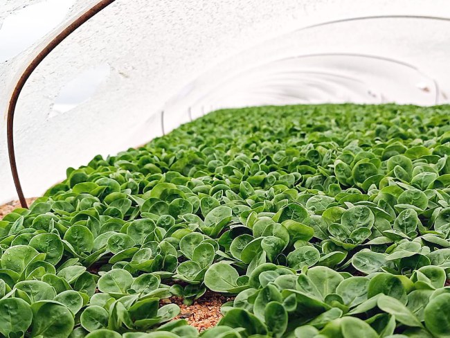 La mâche, dans l'ombre des salades ?