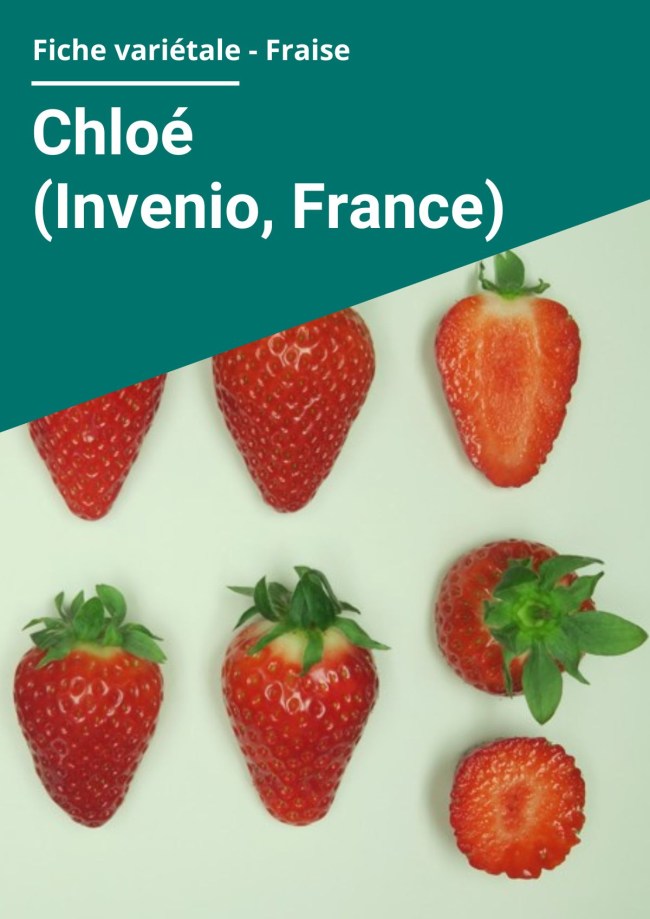 Fiche variétale Fraise - Chloé (Invenio, France) Balandran – Hors sol chauffé