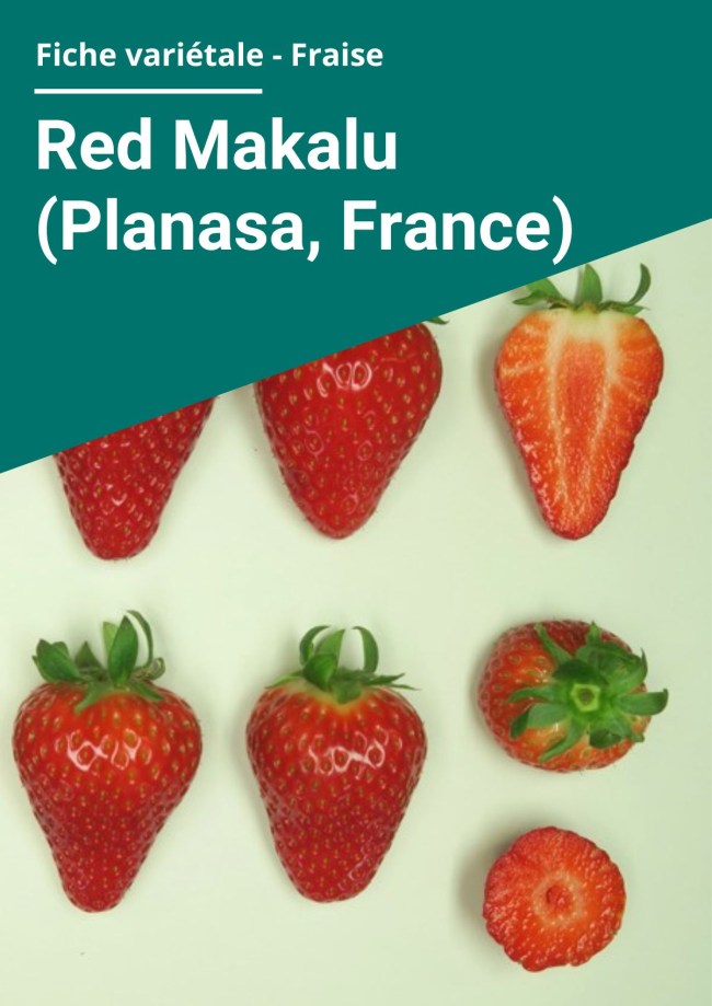 Fiche variétale Fraise - Red Makalu (Planasa, France) Balandran – Hors sol chauffé Fiche variétale Fraise - Red Makalu (Planasa, France) Balandran – Hors sol chauffé