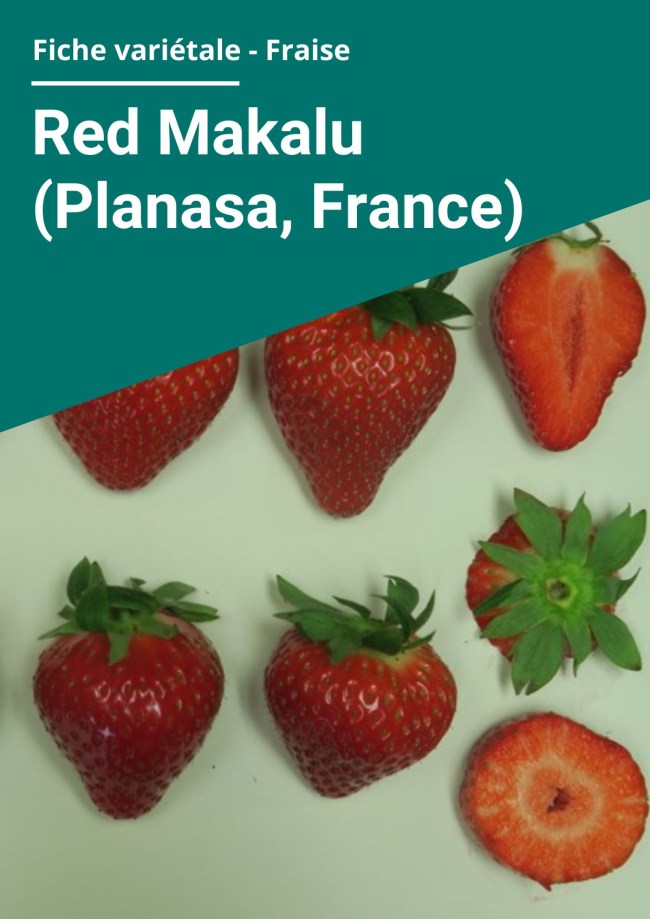 Fiche variétale Fraise - Red Makalu (Planasa, France) Balandran – Hors sol à froid Fiche variétale Fraise - Red Makalu (Planasa, France) Balandran – Hors sol à froid