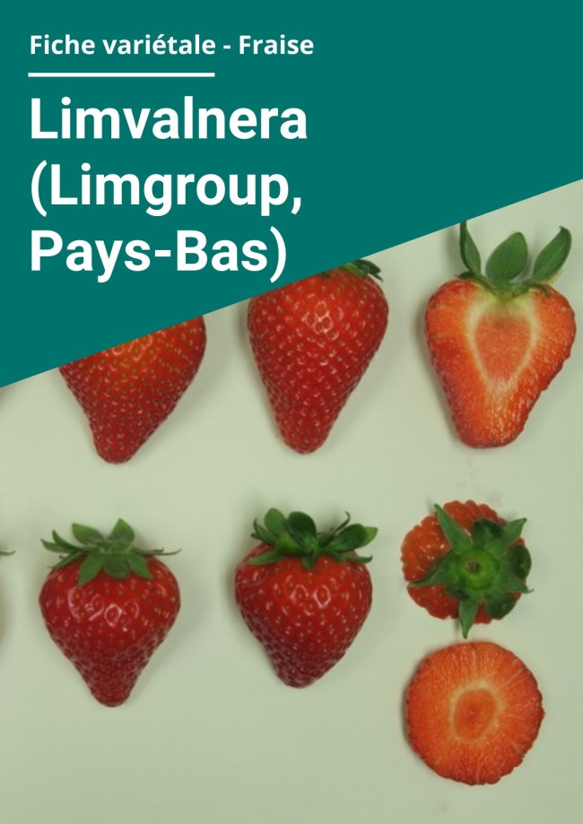 Fiche variétale Fraise - Limvalnera (Limgroup, Pays-Bas) Balandran – Hors sol à froid Fiche variétale Fraise - Limvalnera (Limgroup, Pays-Bas) Balandran – Hors sol à froid