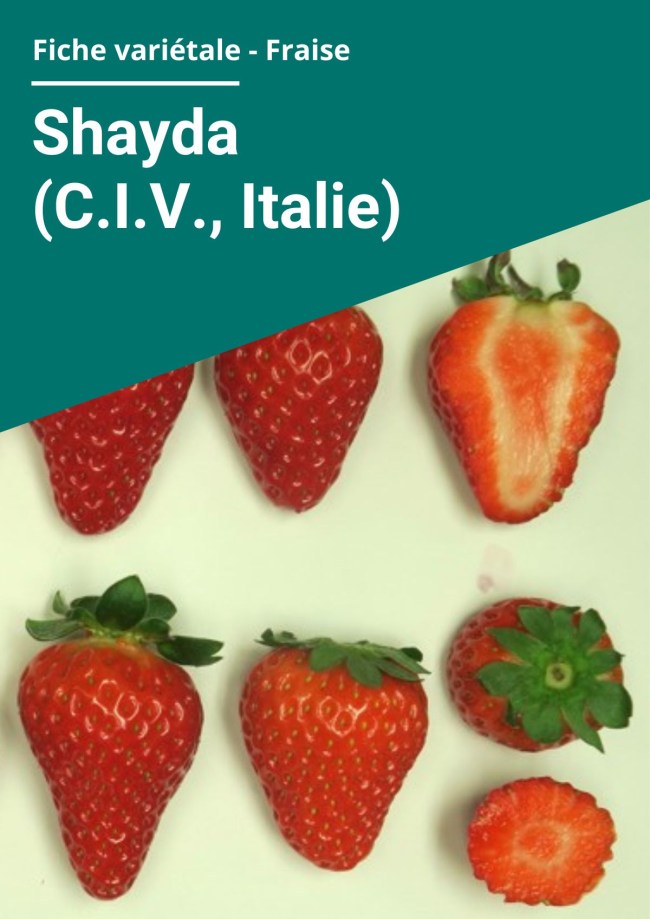 Fiche variétale Fraise - Shayda (C.I.V., Italie) Balandran – Hors sol chauffé Fiche variétale Fraise - Shayda (C.I.V., Italie) Balandran – Hors sol chauffé