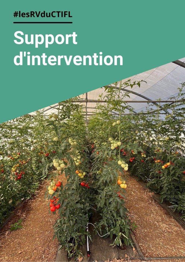 Essais tomate Espagne : opportunité de lutte biologique avec les acariens prédateurs pour le contrôle de l'acariose bronzée