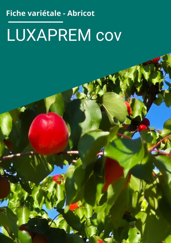 Fiche variétale Abricot - LUXAPREM cov