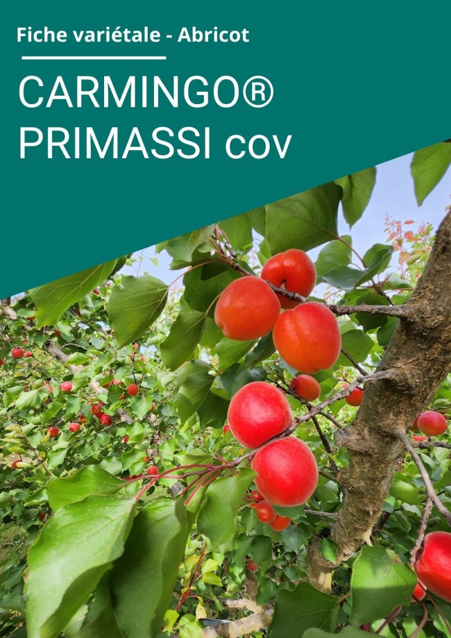 Fiche variétale Abricot - CARMINGO® PRIMASSI cov
