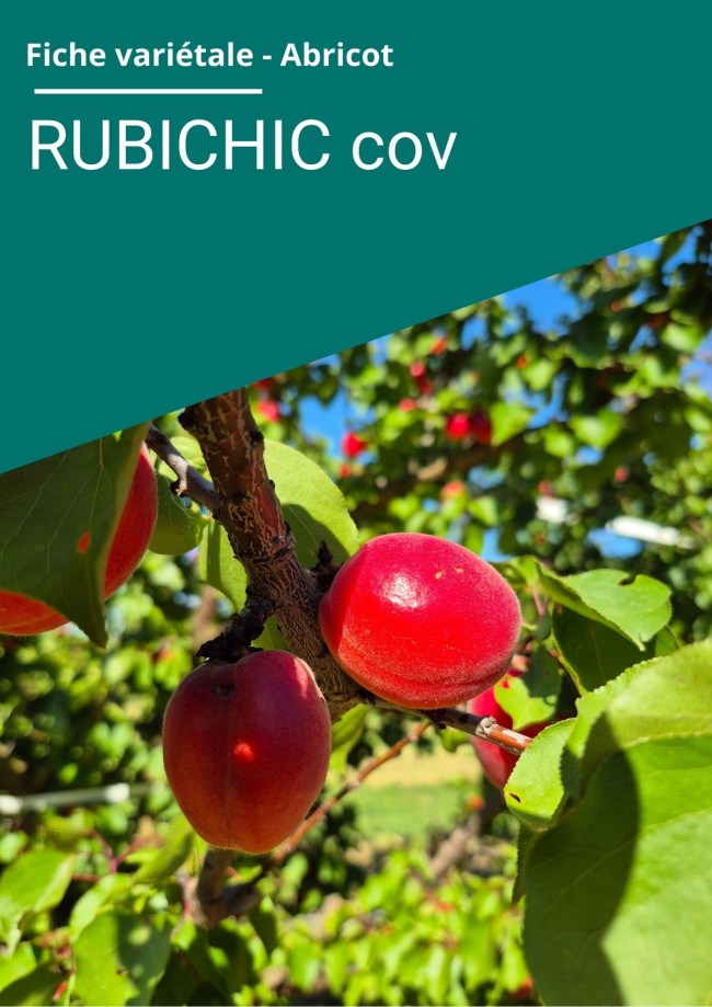 Fiche variétale Abricot - RUBICHIC cov