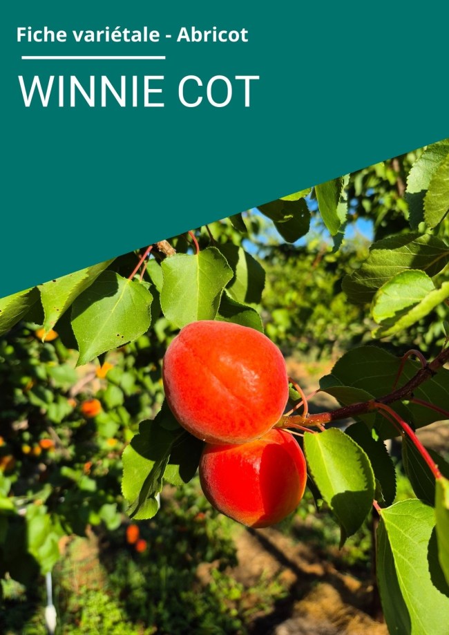 Fiche variétale Abricot - WINNIE COT
