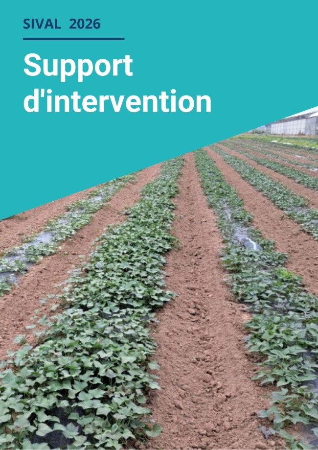 Patate douce : quand la Bretagne cultive l'avenir d'une nouvelle filière !