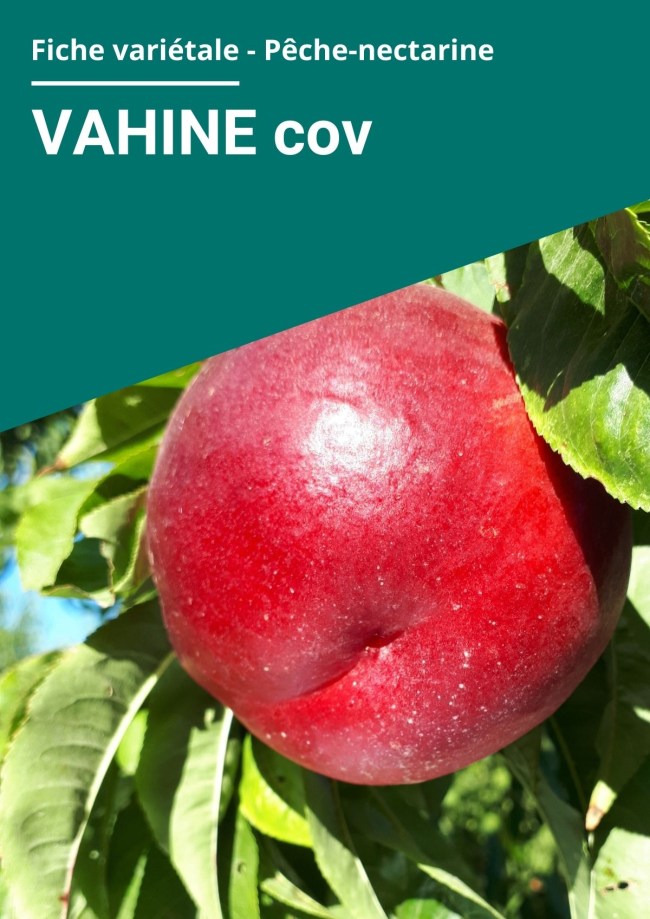 Fiche variétale Nectarine à chair blanche - VAHINE cov
