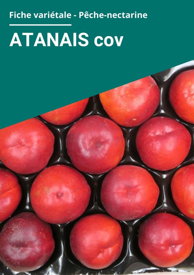 Fiche variétale Nectarine à chair jaune - ATANAIS cov