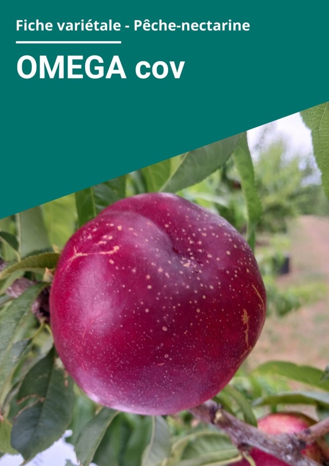 Fiche variétale Nectarine à chair jaune - OMEGA cov