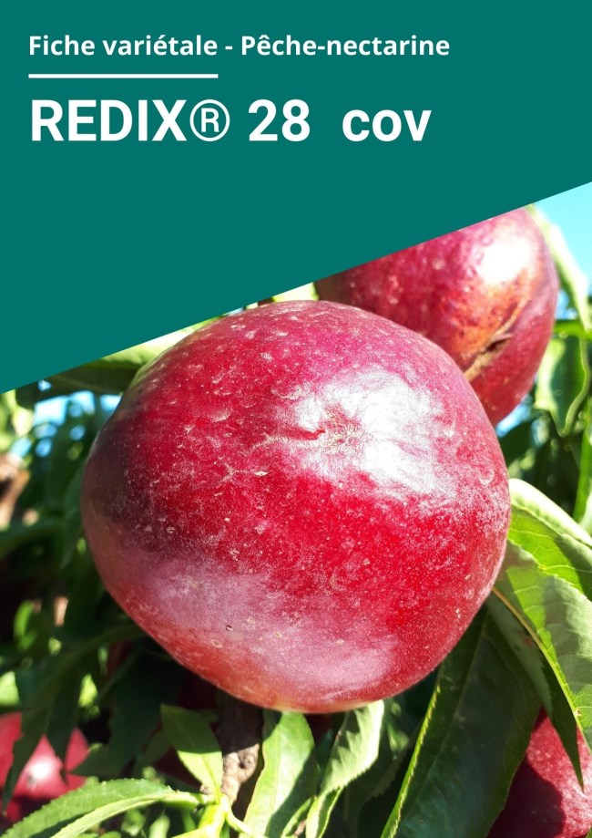 Fiche variétale Nectarine à chair blanche - REDIX® 28 cov
