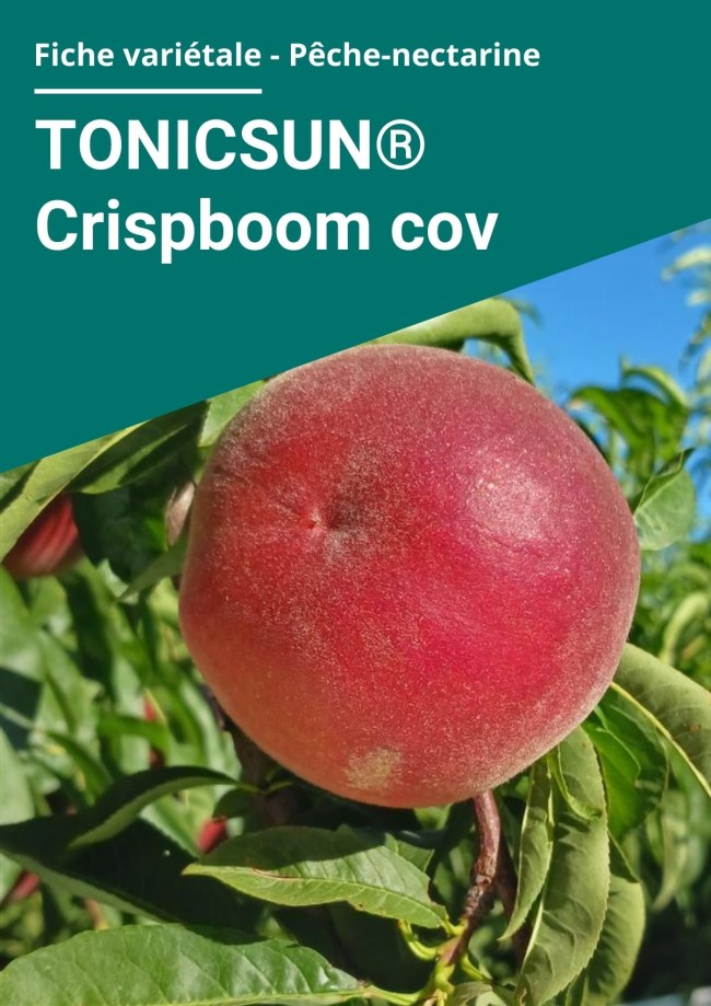 Fiche variétale Pêche à chair jaunes - TONICSUN ® Crispboom cov